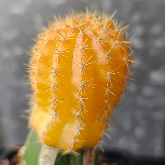 Lobivia zecheri hybrid cactus with golden-orange variegation, compact body and short spines, plant not yet flowered