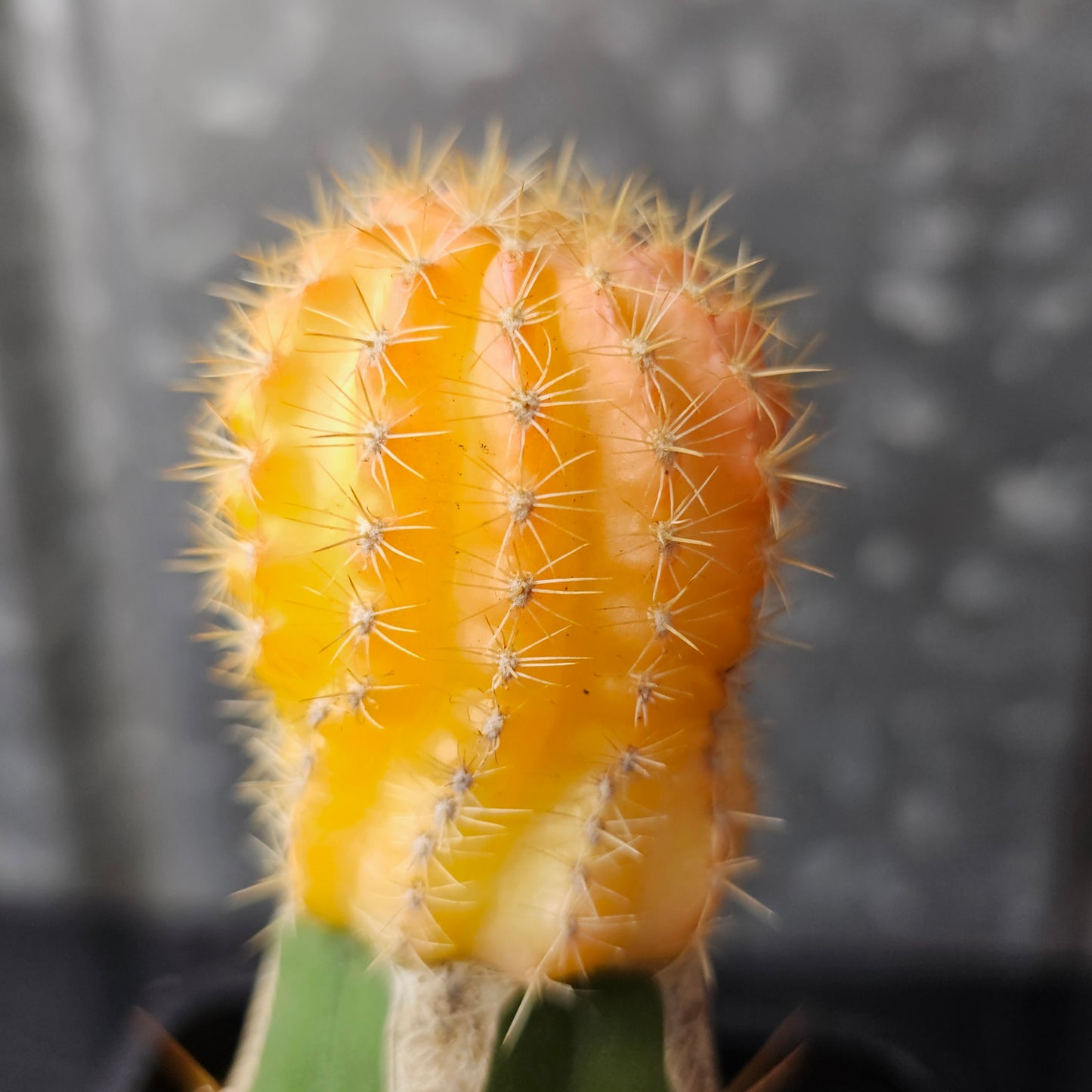 Lobivia zecheri hybrid