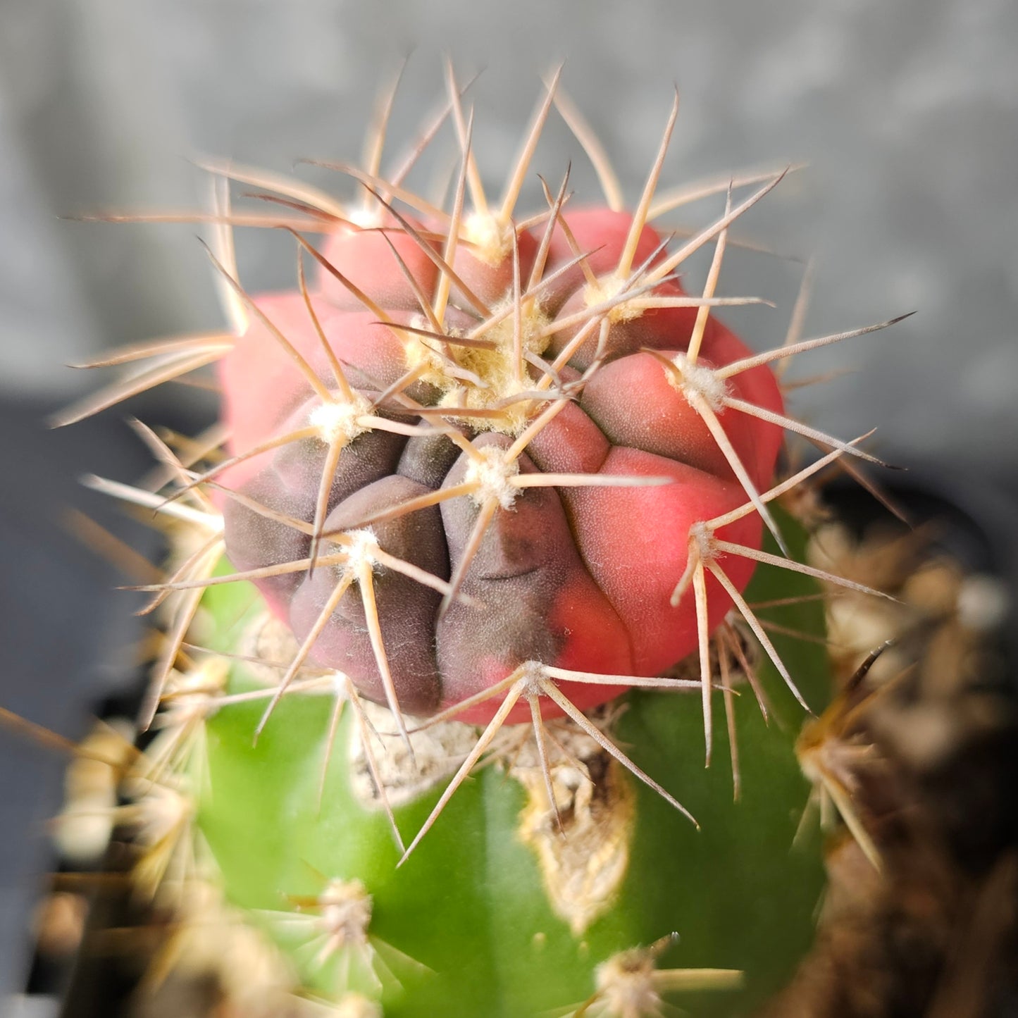 Gymnocalycium boziniganum hybrid