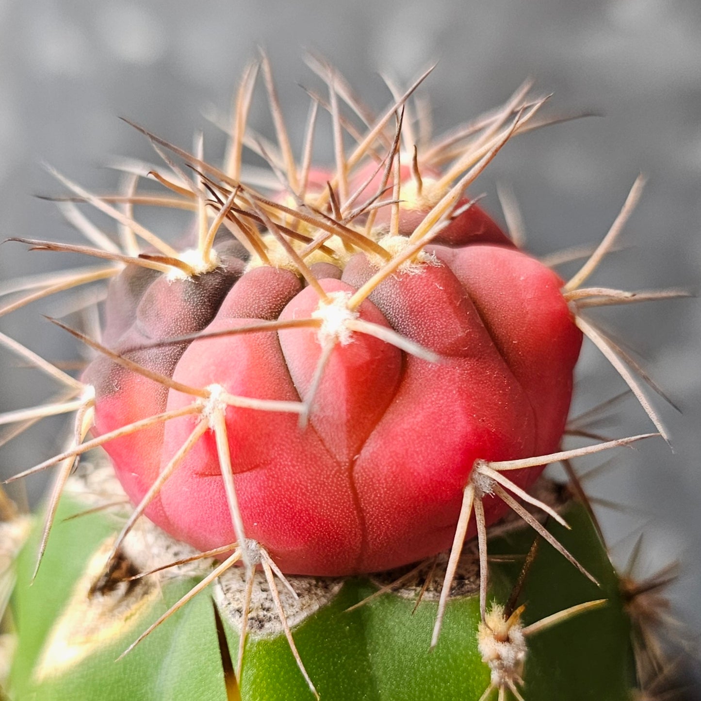 Gymnocalycium boziniganum cactus with near full pink variegation, small amount of dark skin, textured body and spines developing, one-of-a-kind specimen