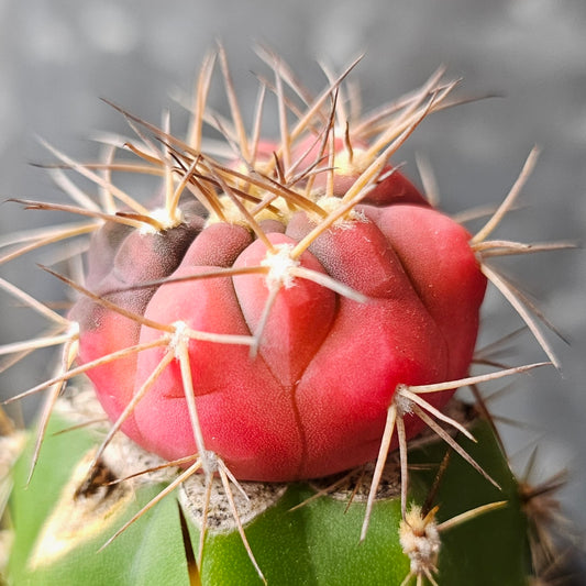 Gymnocalycium boziniganum cactus with near full pink variegation, small amount of dark skin, textured body and spines developing, one-of-a-kind specimen