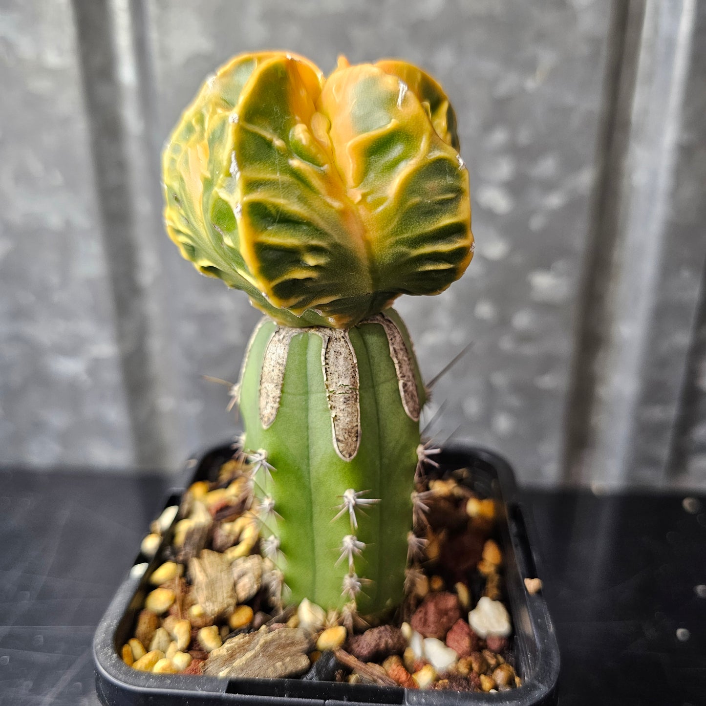 Astrophytum cv. Kikko Yoroi Fukuryu
