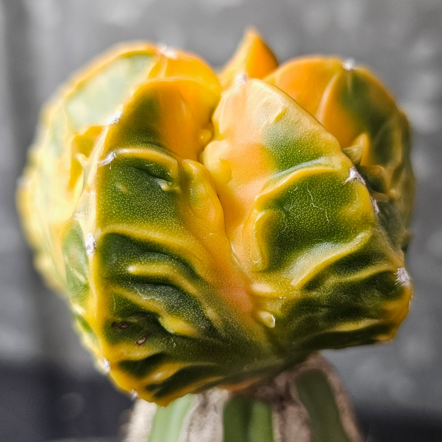 Astrophytum cv. Kikko Yoroi Fukuryu