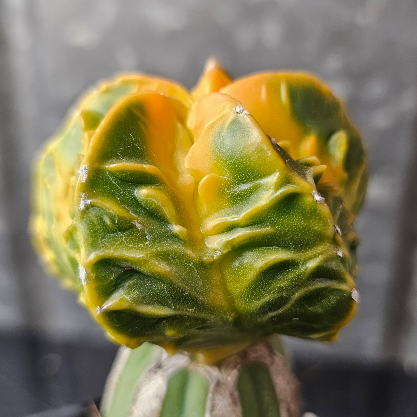 Astrophytum cv. Kikko Yoroi Fukuryu