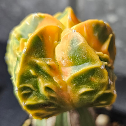 Astrophytum cv. Kikko Yoroi Fukuryu cactus with vibrant yellow and green colouring and sculptural ripples from Fukuryu influence