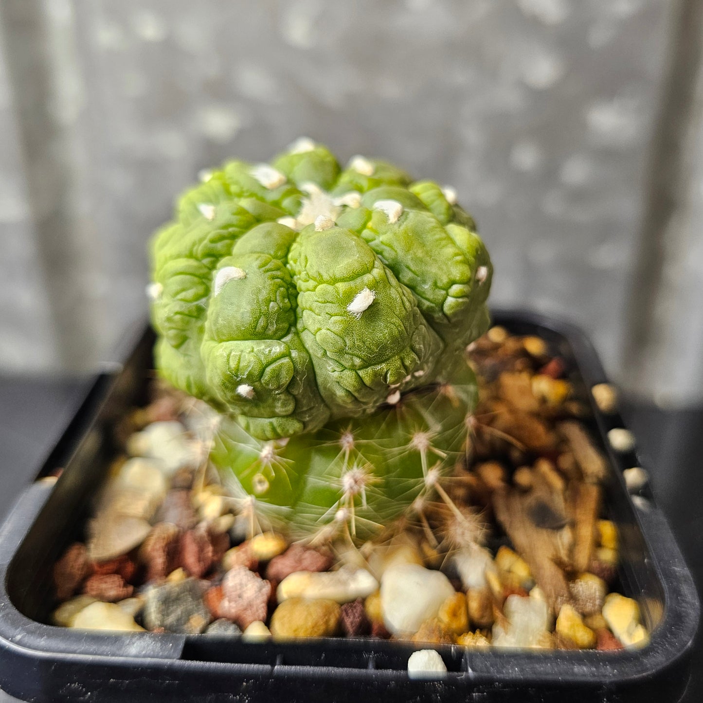 Astrophytum asterias cv. Kikko Lizard Skin