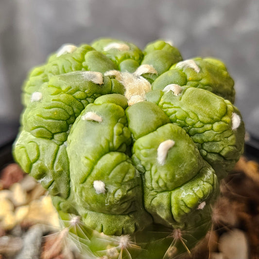Astrophytum asterias cv. Kikko Lizard Skin cactus with heavily textured reptilian surface and deep green colour, premium performing clone