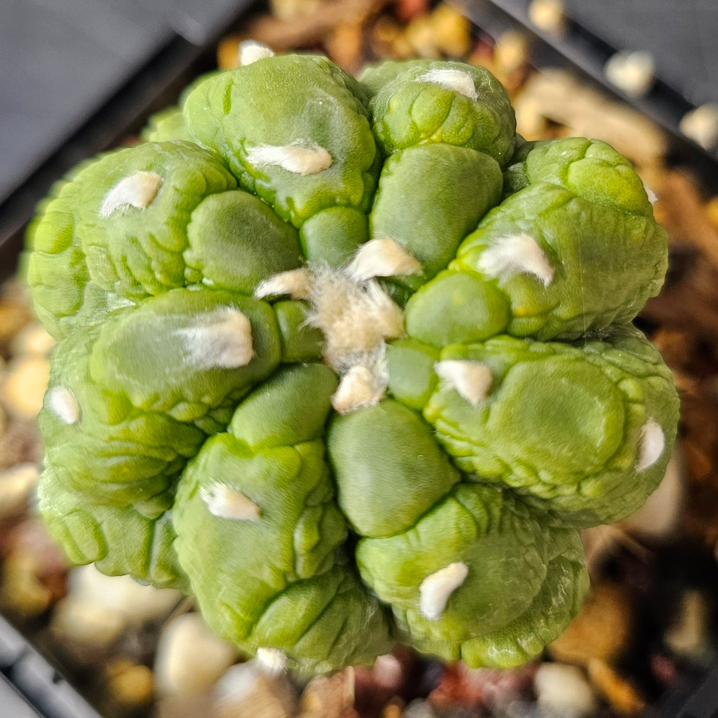Astrophytum asterias cv. Kikko Lizard Skin