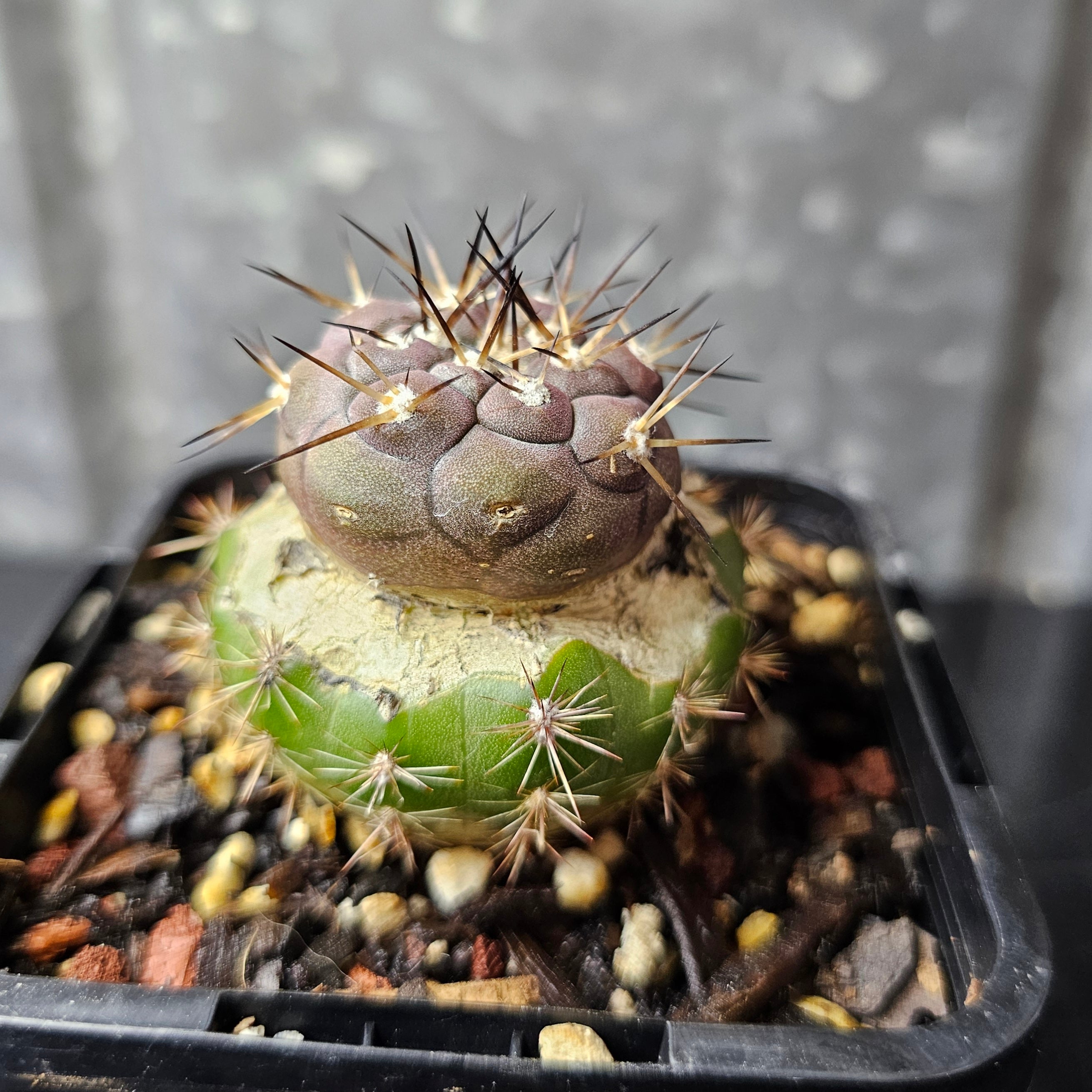 Copiapoa cinerea – Spine City