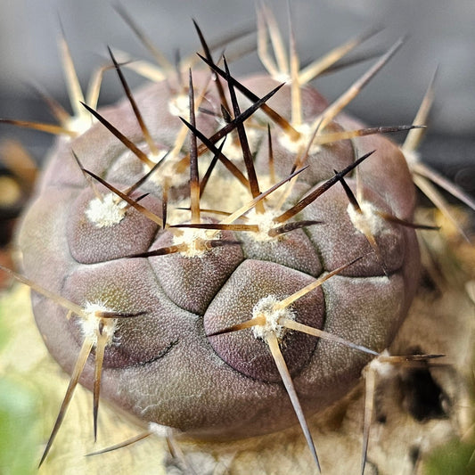 Copiapoa cinerea cactus with frosty purple-hued skin and sharp dark spines, a classic collector species