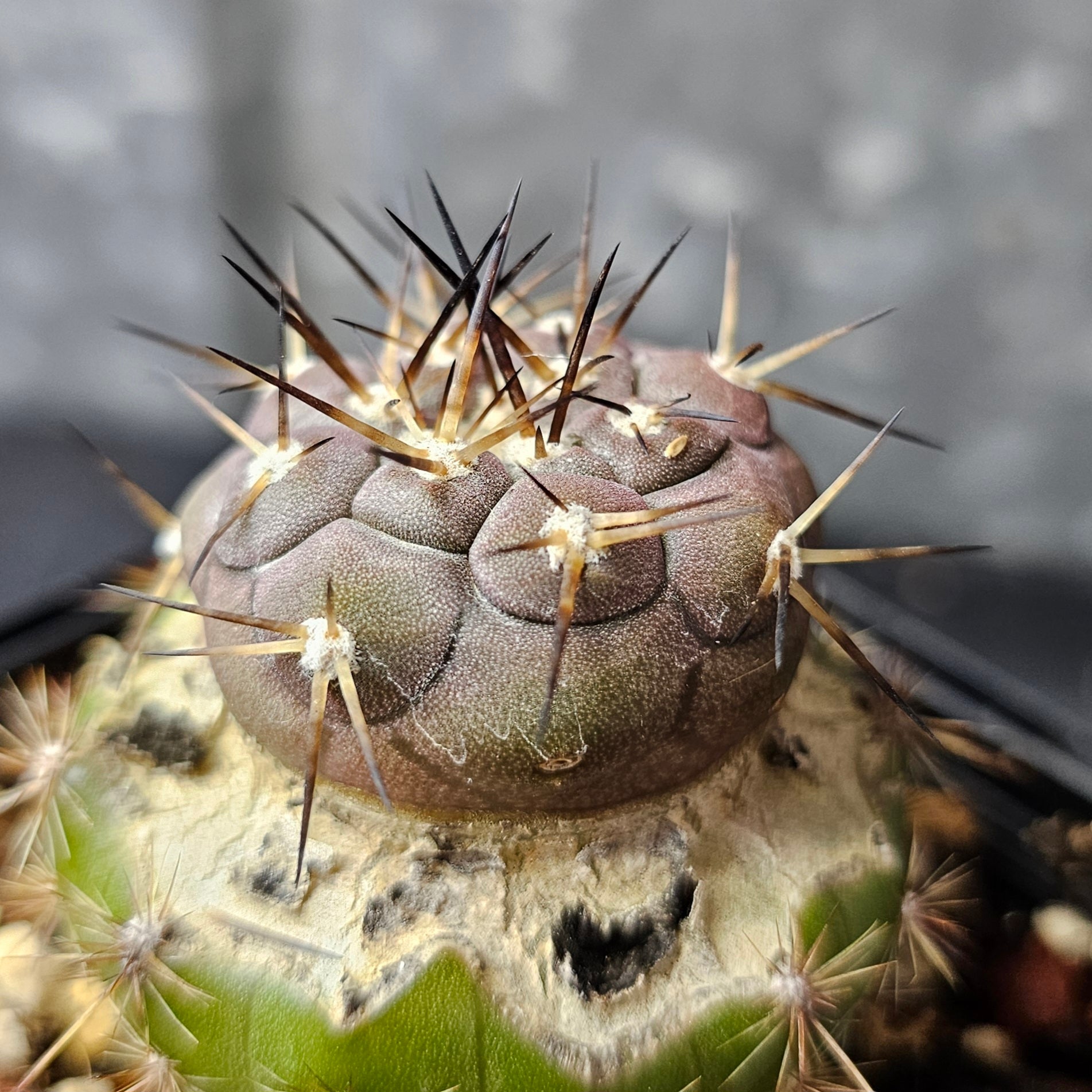 Copiapoa cinerea – Spine City