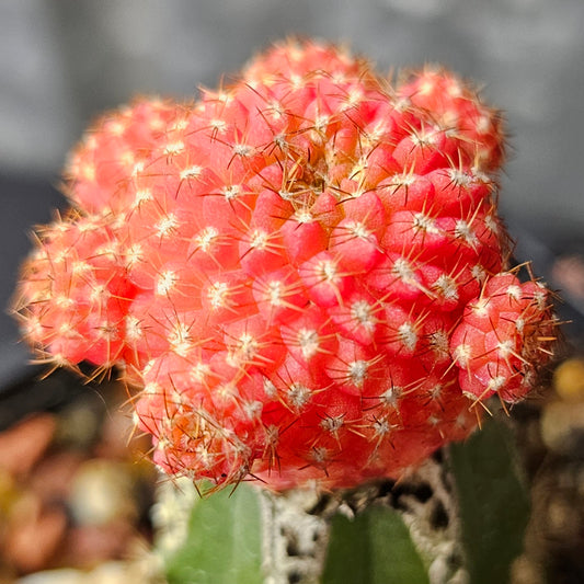Chileorebutia esmeraldana FR518 hybrid cactus with all-over neon pink colouring and compact miniature form