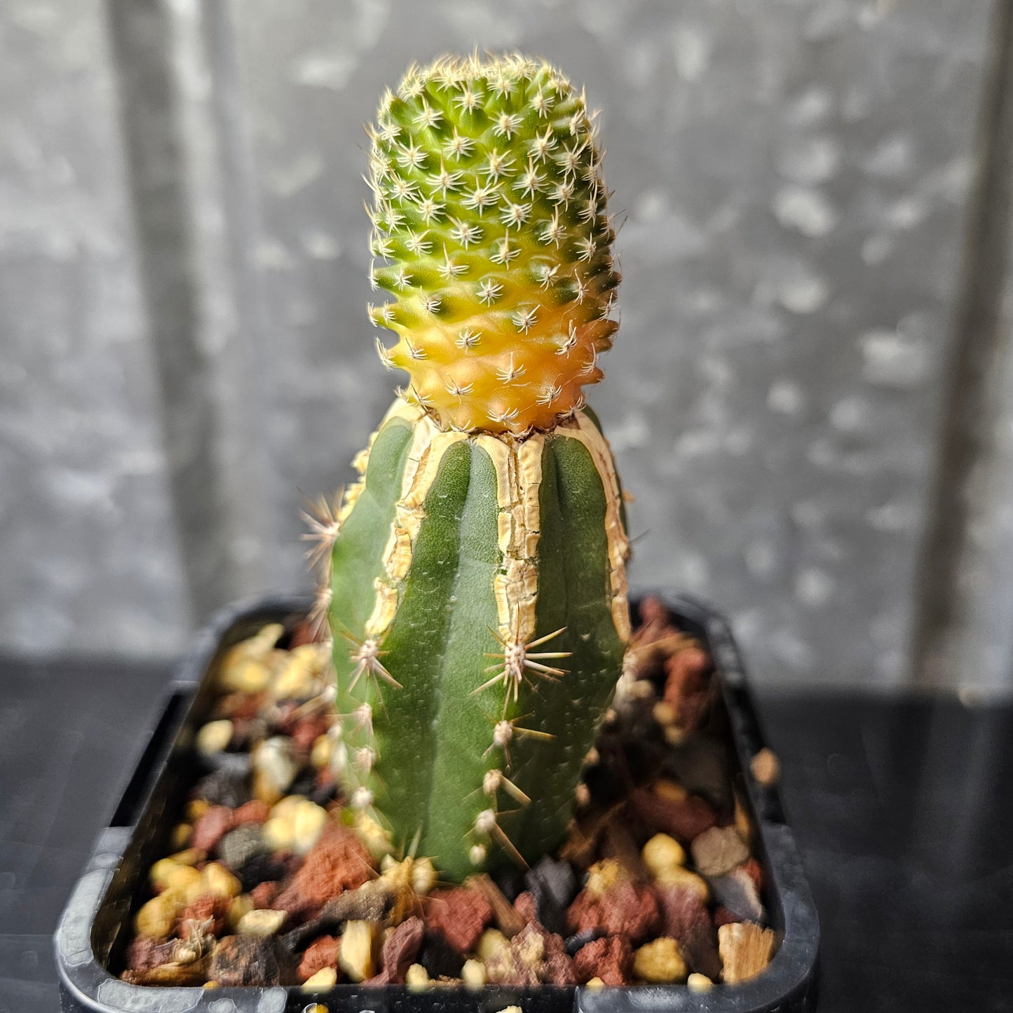 Turbinicarpus pulcherrimus