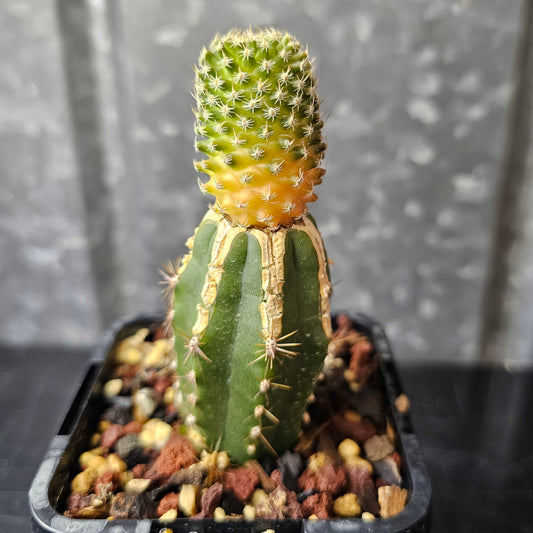 Turbinicarpus pulcherrimus