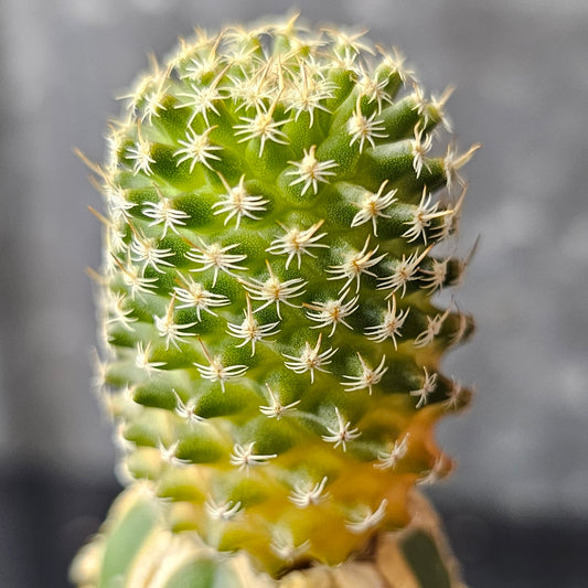 Turbinicarpus pulcherrimus cactus with unusual form, lime-green body and distinctive spines
