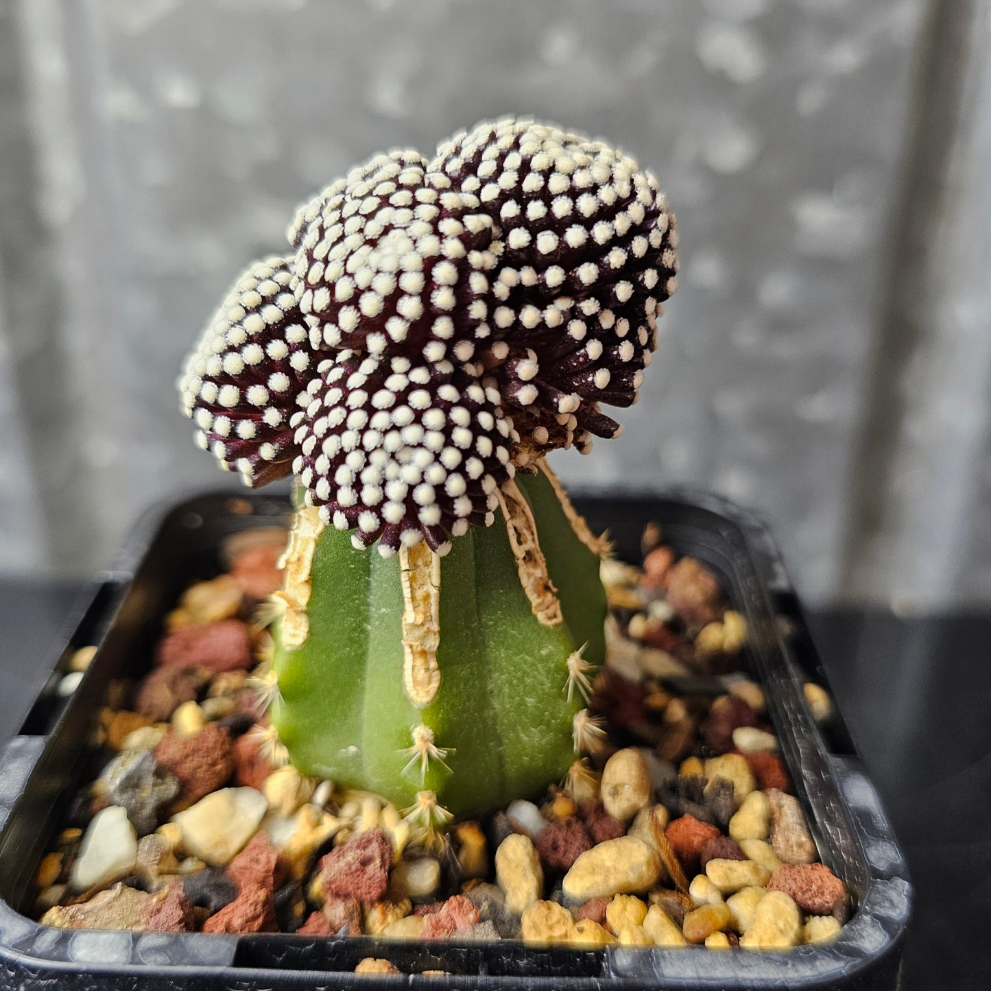Mammillaria luethyi