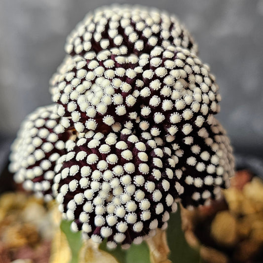 Mammillaria luethyi cactus with tentacle-like growth and striking flowers, visually bold year-round