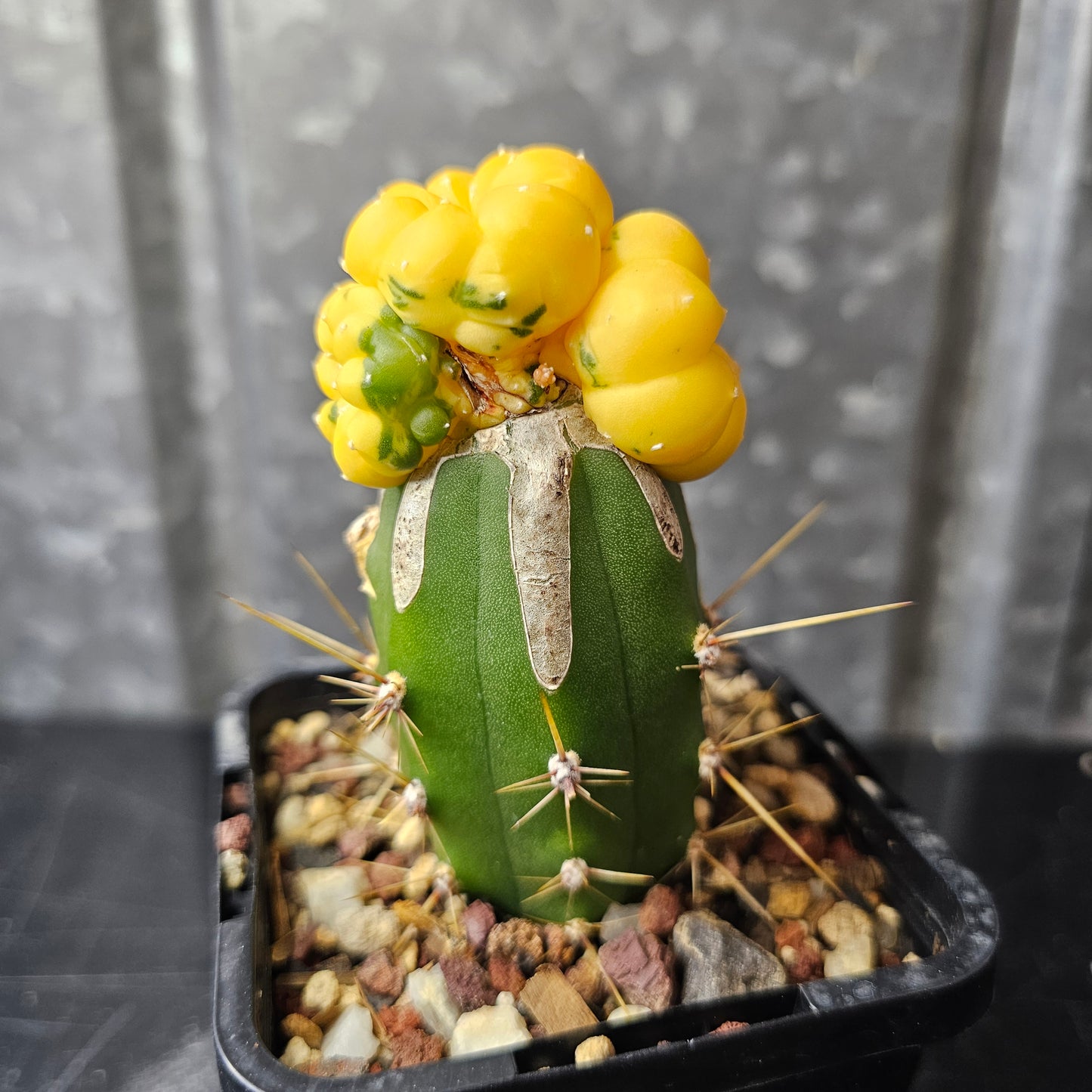 Astrophytum asterias hybrid