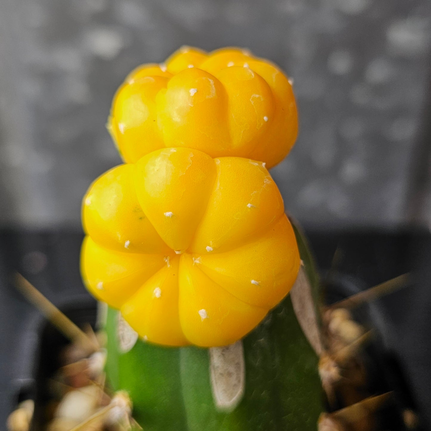 Astrophytum asterias hybrid