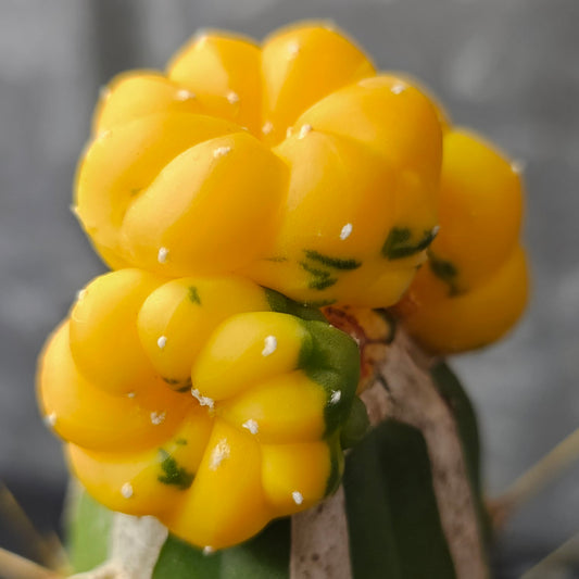 Astrophytum asterias hybrid cactus with three heads, vibrant yellow colouring and a splash of green