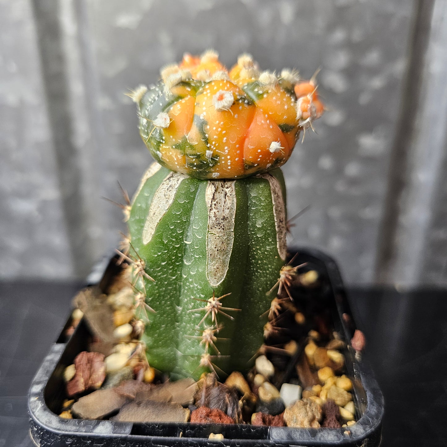 Astrophytum asterias variegated hybrid