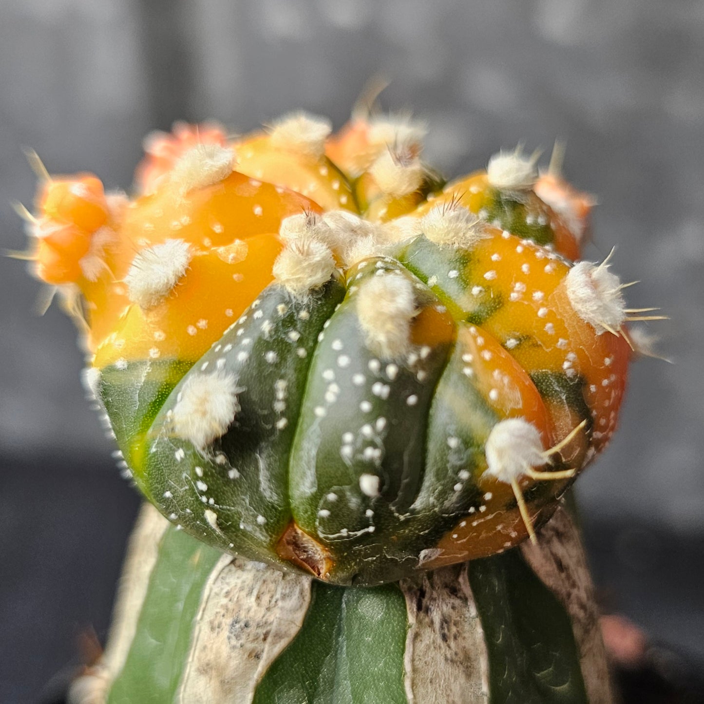 Astrophytum asterias variegated hybrid