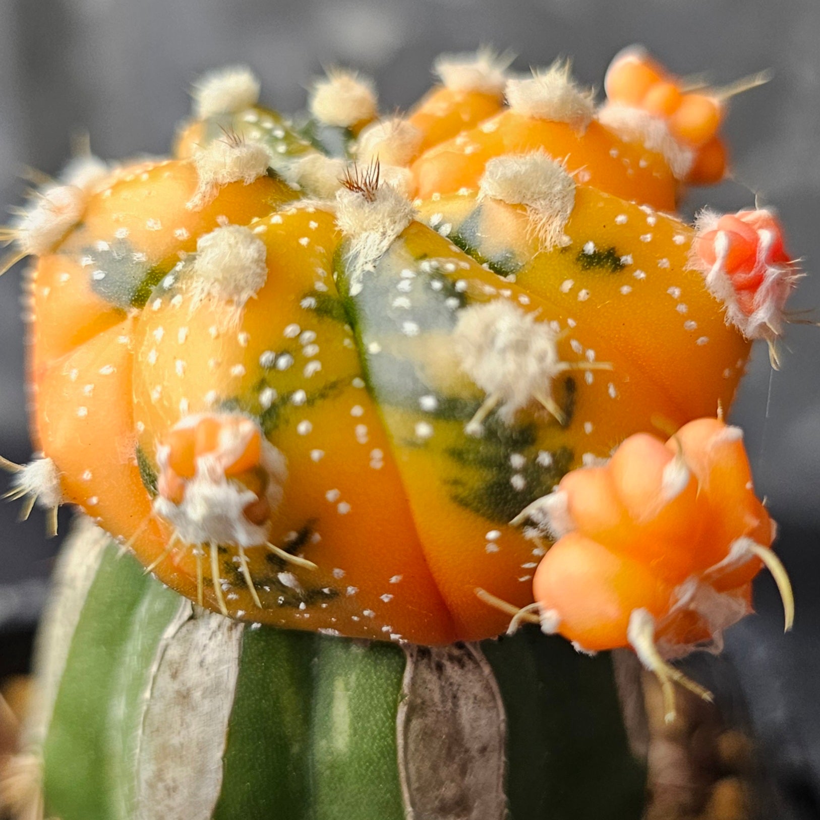Astrophytum asterias variegated hybrid cactus with vibrant orange body, green markings and new heads emerging