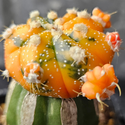 Astrophytum asterias variegated hybrid cactus with vibrant orange body, green markings and new heads emerging