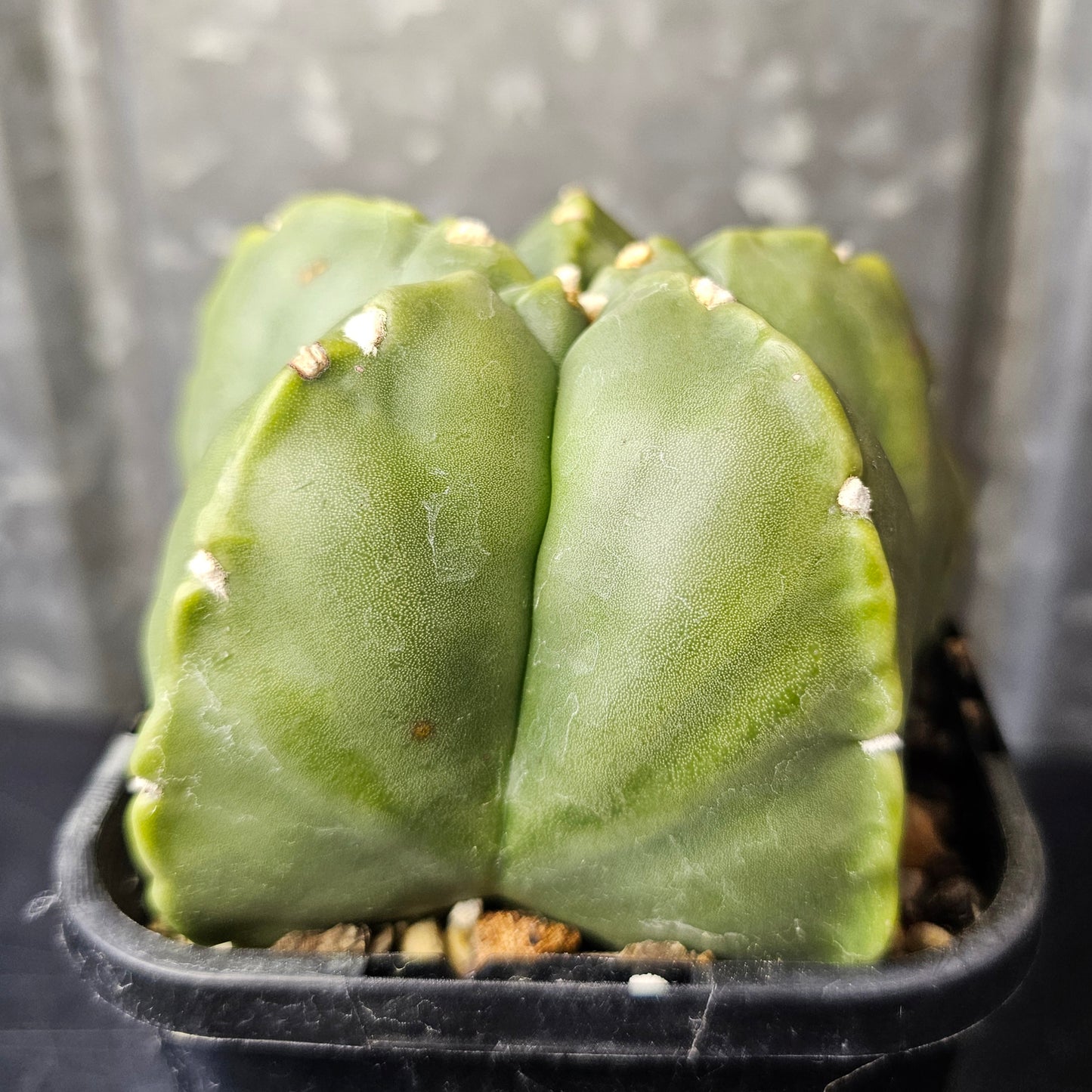 Astrophytum myriostigma cv. Kikko