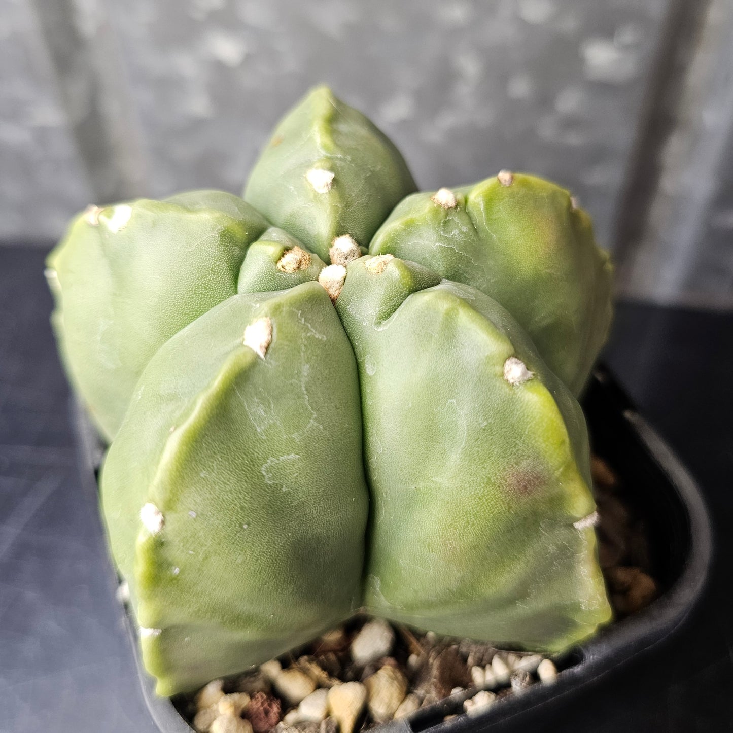 Astrophytum myriostigma cv. Kikko