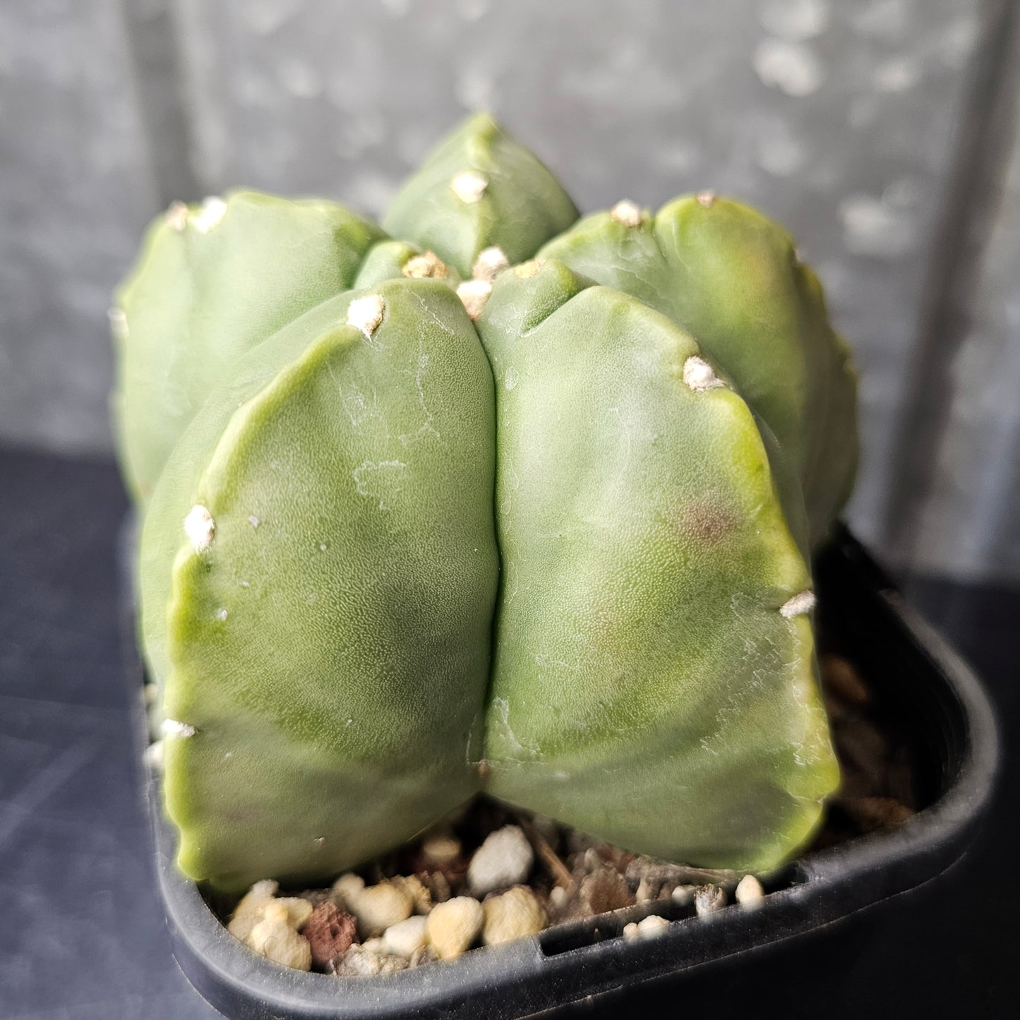 Astrophytum myriostigma cv. Kikko