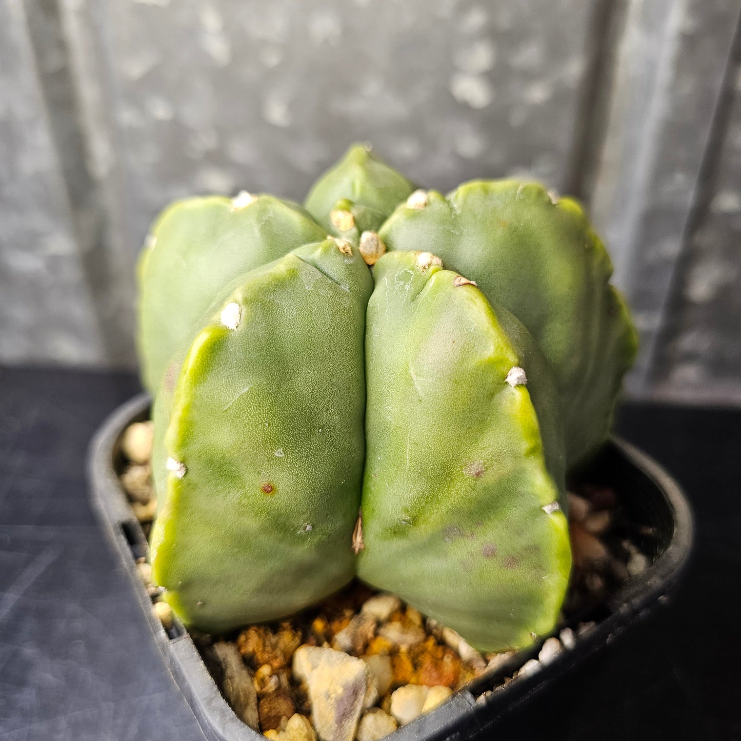 Astrophytum myriostigma cv. Kikko
