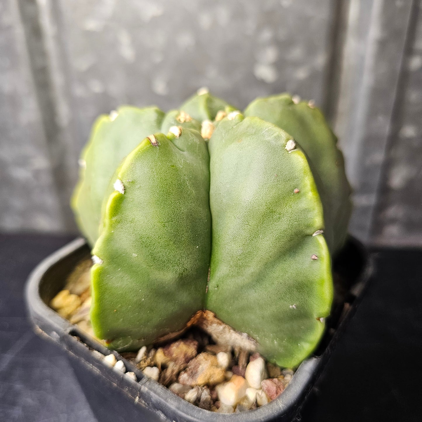 Astrophytum myriostigma cv. Kikko