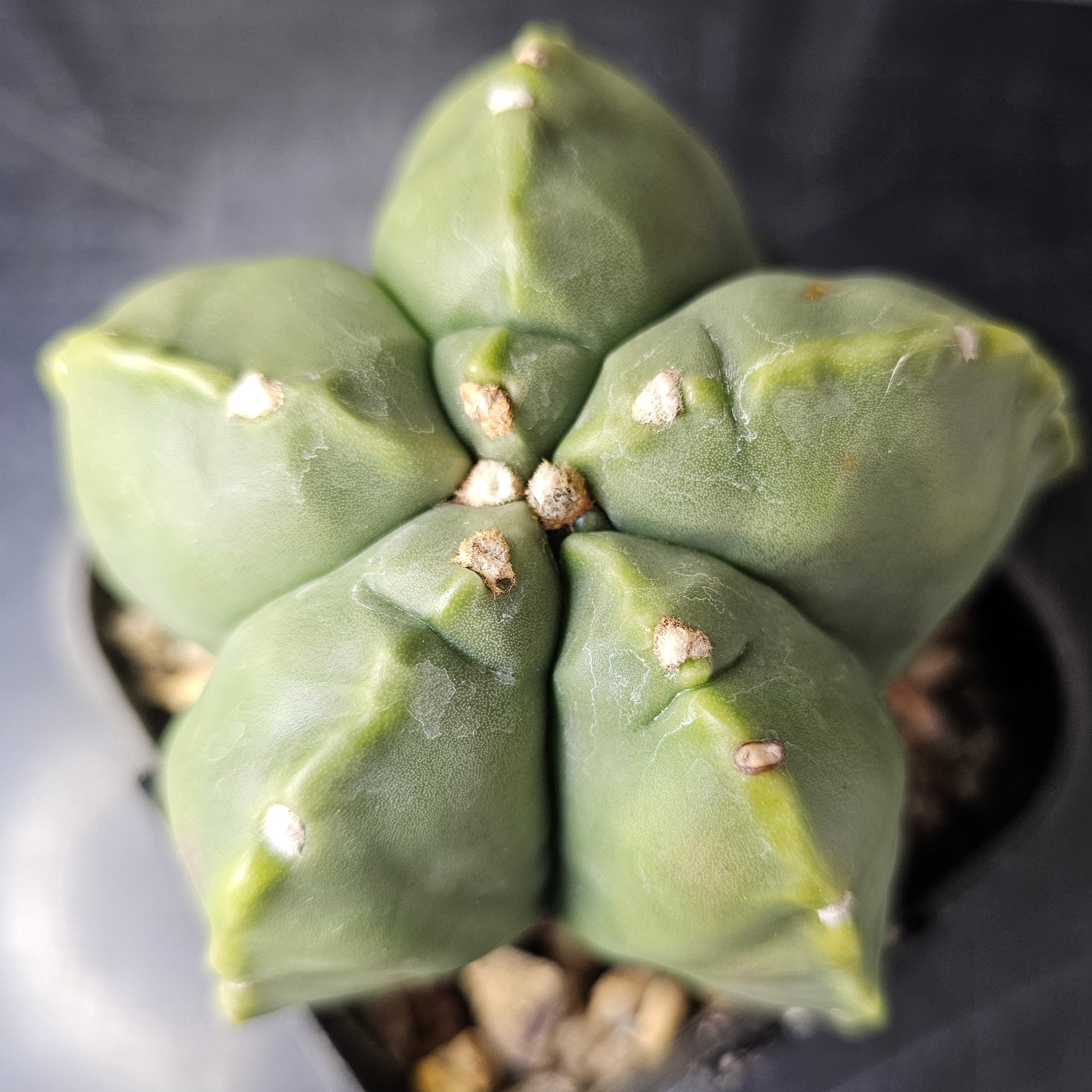 Astrophytum myriostigma cv Kikko mature cactus plant with signature notches rare Astrophytum Spine City collector cactus