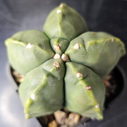 Astrophytum myriostigma cv Kikko mature cactus plant with signature notches rare Astrophytum Spine City collector cactus