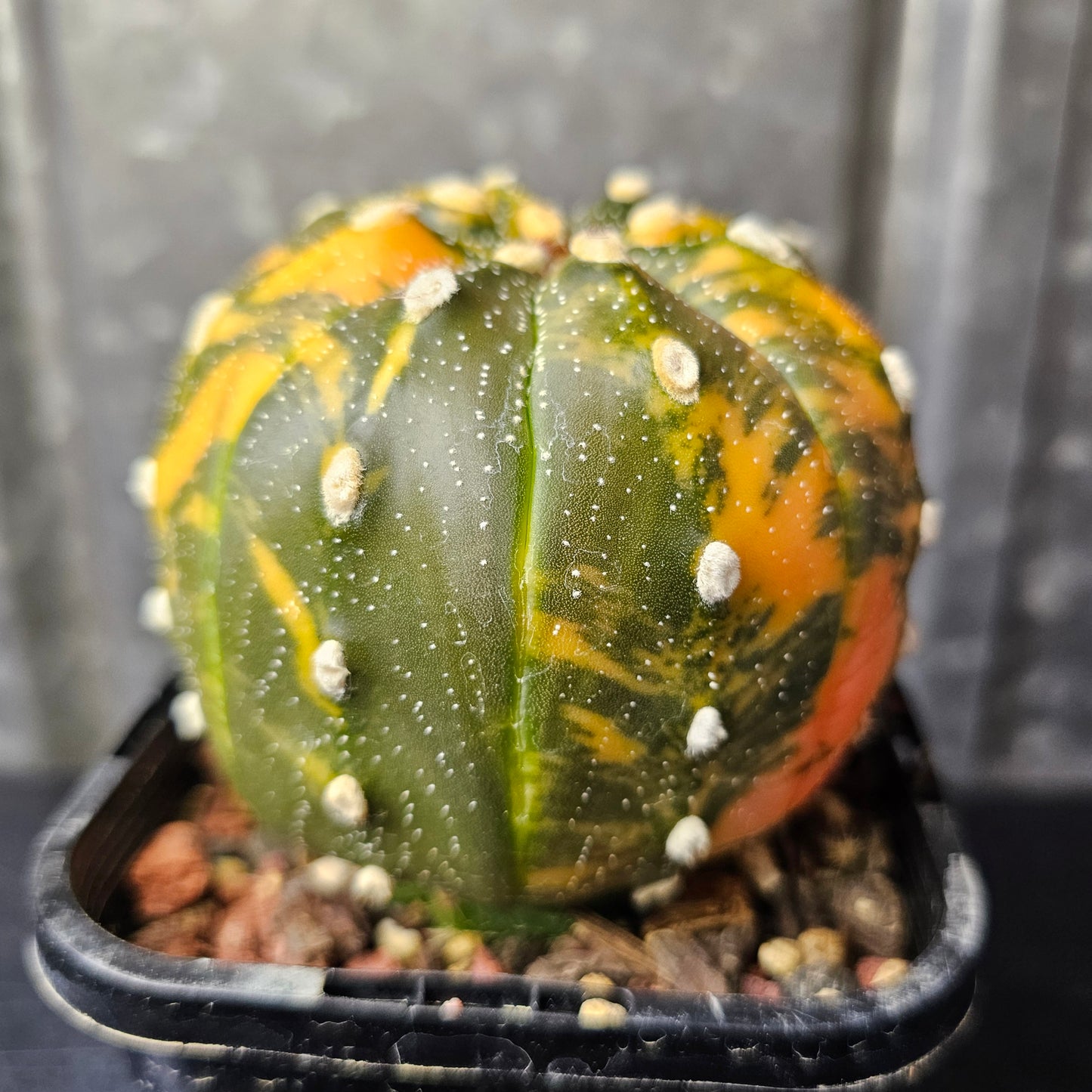Astrophytum asterias variegated