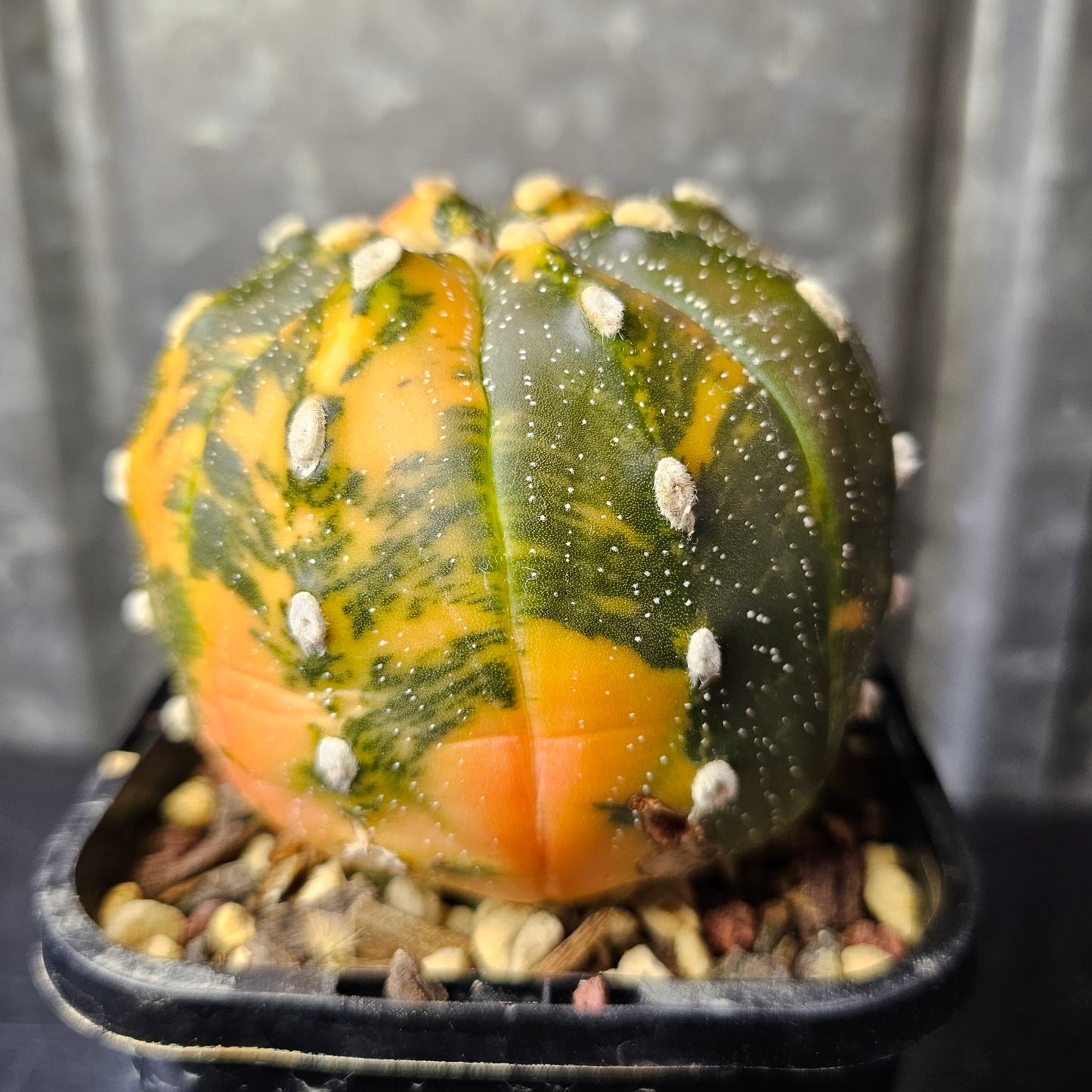 Astrophytum asterias variegated