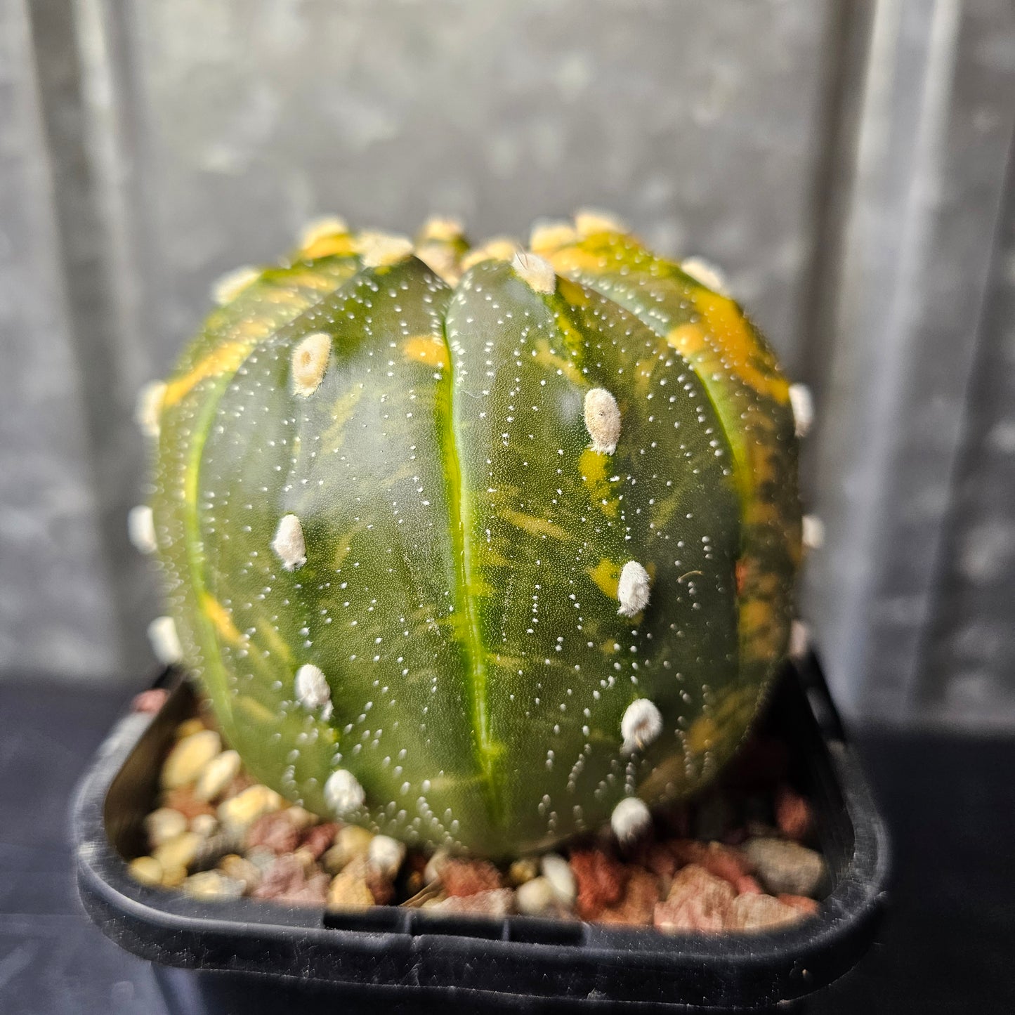Astrophytum asterias variegated