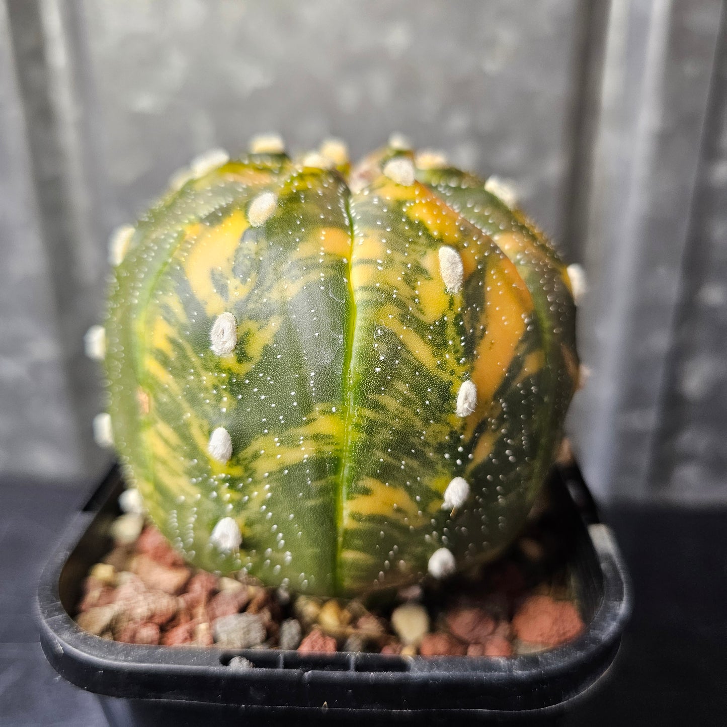 Astrophytum asterias variegated