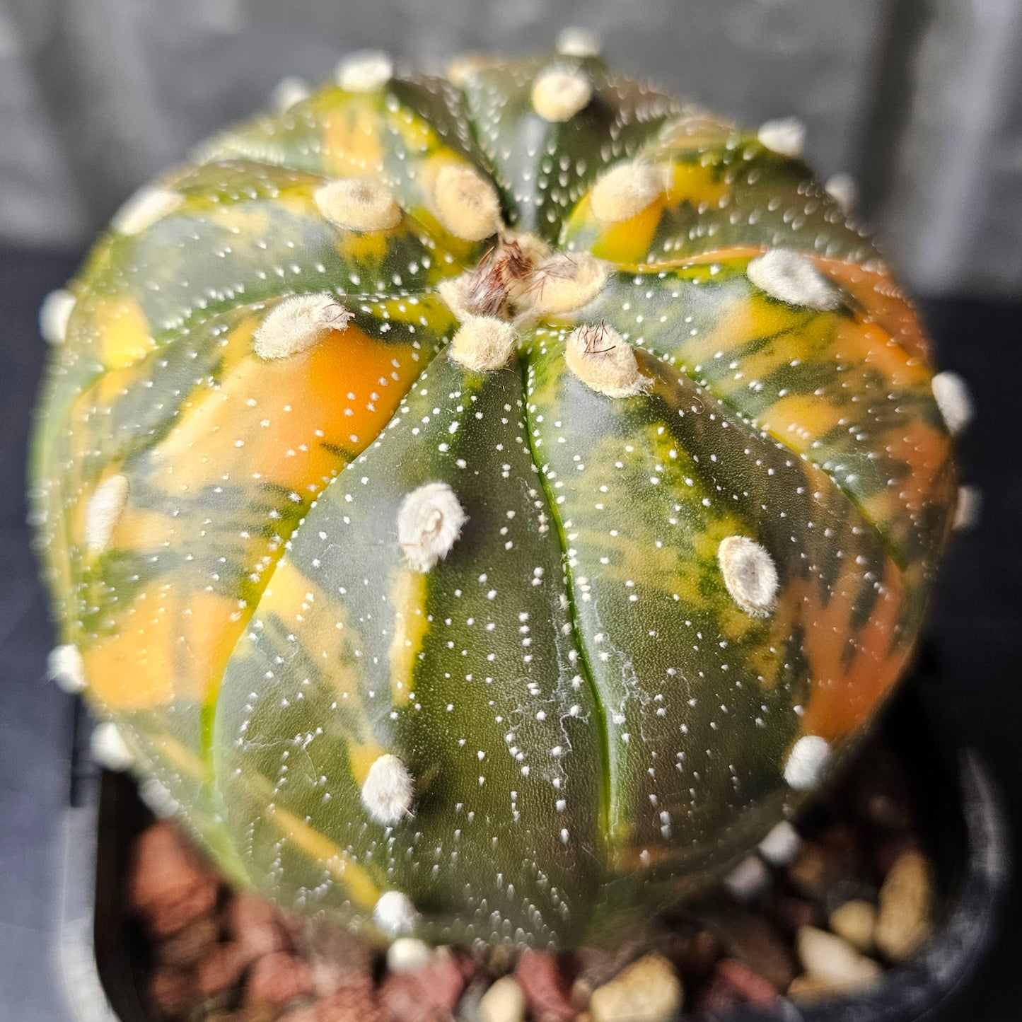 Astrophytum asterias variegated