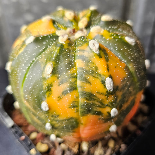 Astrophytum asterias variegated cactus ultra premium show quality large grafted hidden stock rare Astrophytum Spine City collector cactus