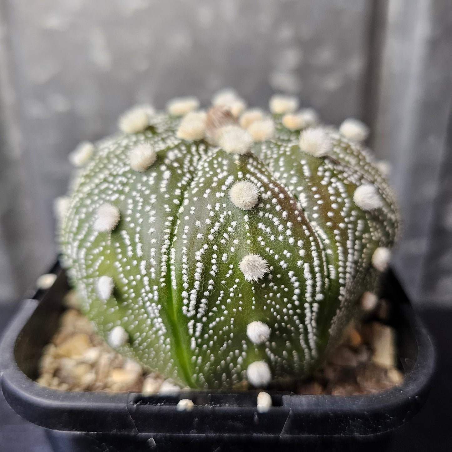 Astrophytum asterias hybrid fluffy dots