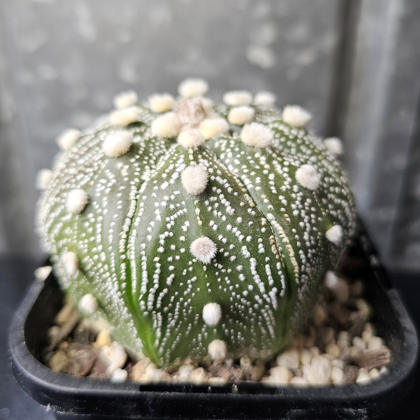 Astrophytum asterias hybrid fluffy dots