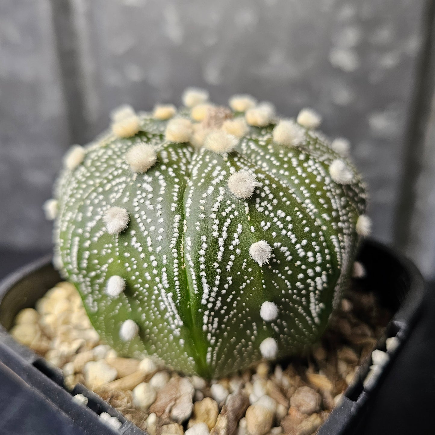 Astrophytum asterias hybrid fluffy dots