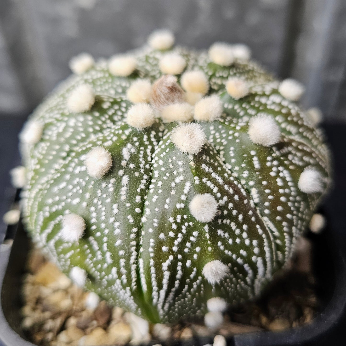 Astrophytum asterias hybrid fluffy dots large specimen own roots bright white cactus reliable flowering Spine City collector Astrophytum