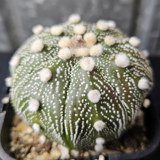 Astrophytum asterias hybrid fluffy dots large specimen own roots bright white cactus reliable flowering Spine City collector Astrophytum