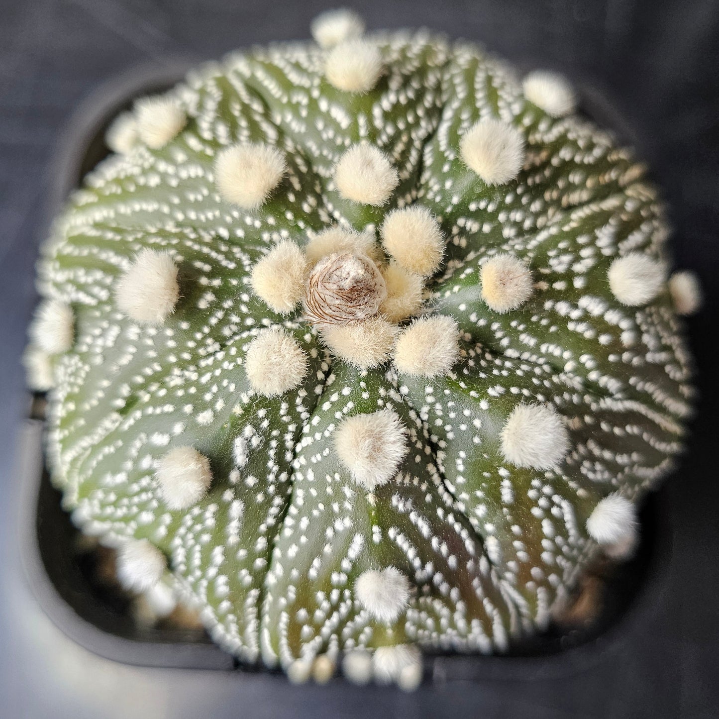 Astrophytum asterias hybrid fluffy dots
