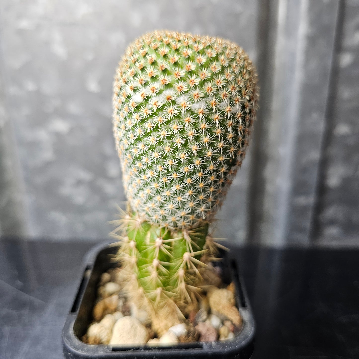 Mammillaria huitzilopochtli (L066)
