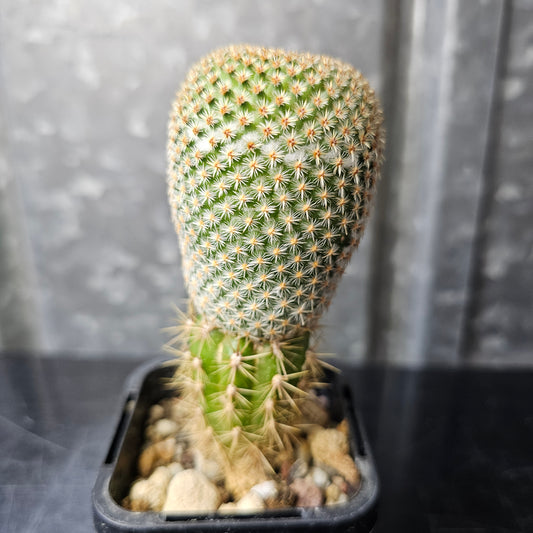 Mammillaria huitzilopochtli (L066)