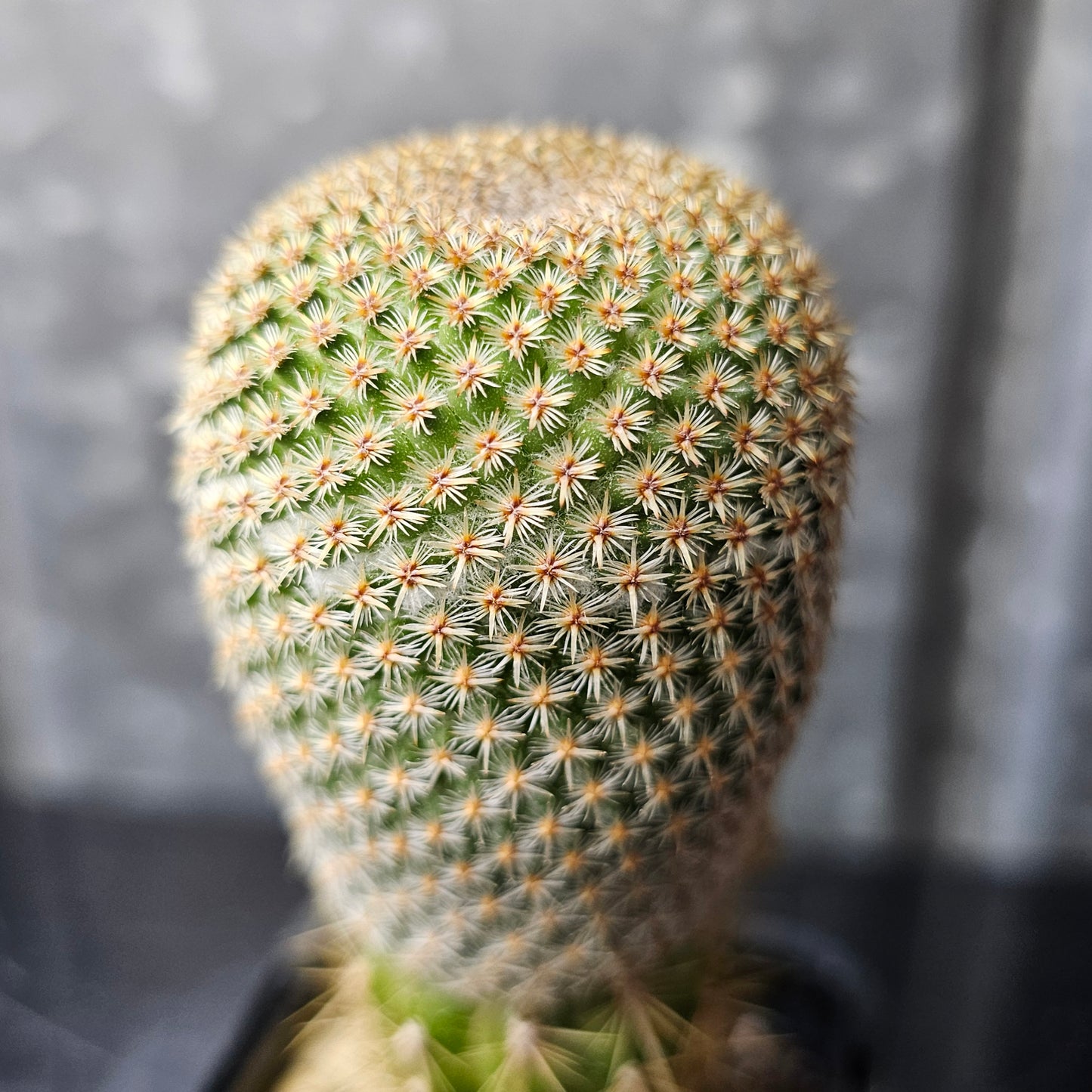 Mammillaria huitzilopochtli L066 grafted specimen rare cactus discontinued line limited Spine City collector Mammillaria tight spines